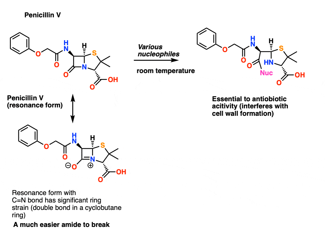 why is penicillin such an easy amide to cleave ring strain from beta lactam and also shares ring junction on nitrogen with sp3 carbon ring pucker makes overlap difficult