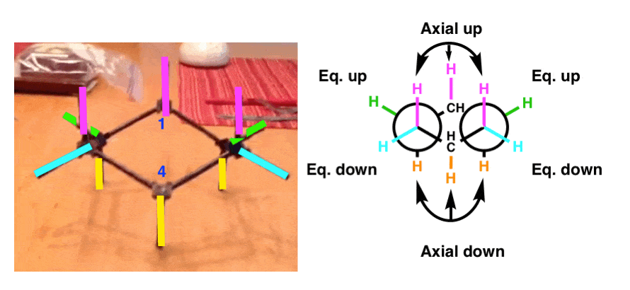 side-view-of-cyclohexane-chair-conformation-staggered-dowing-groups-axial-up-equatorial-up-dquatorial-down-axial-down