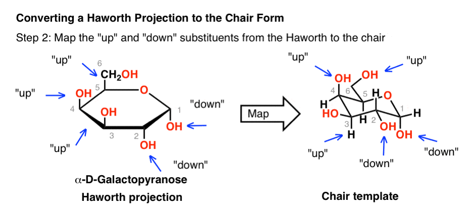 convert-haworth-projection-to-chair-form-step-2-map-up-and-down-substituents