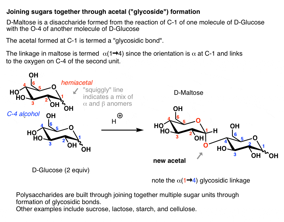 joining-sugars-together-through-acetal-formation-glycoside-formation