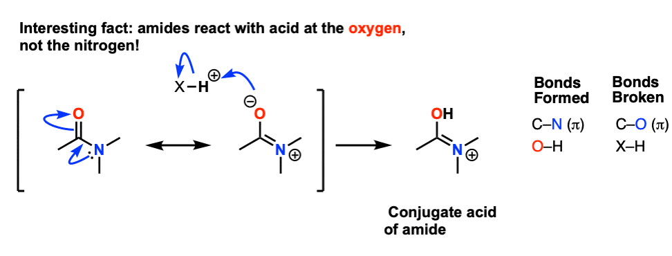 protonation of amides occurs on the amide oxygen not the nitrogen due to significant resonance form.