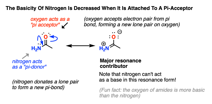 nitrogen is strong pi donor and basicity is decreased adjacent to a carbonyl due to pi bond formation