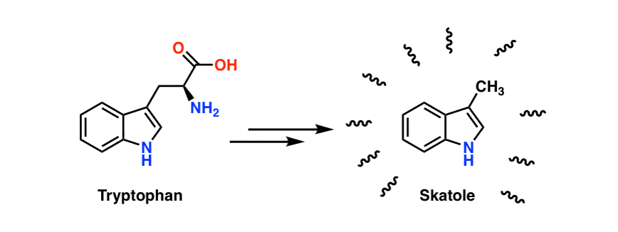 tryptophan-to-skatole