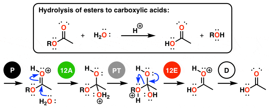 hydrolysis of esters to carboxylic acids mechanism broken down padped