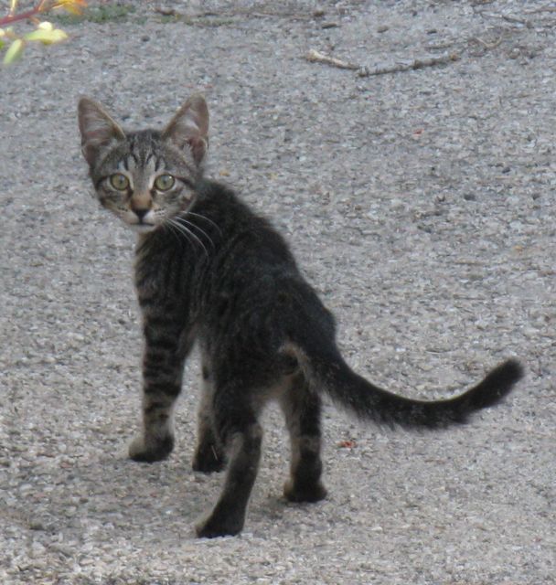 -a-jerusalem-dumpster-kitten-super-cute