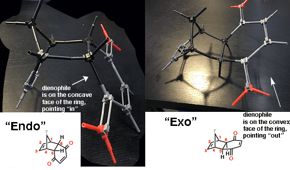 using models to show difference between endo and exo where endo is more cup shaped and exo is less